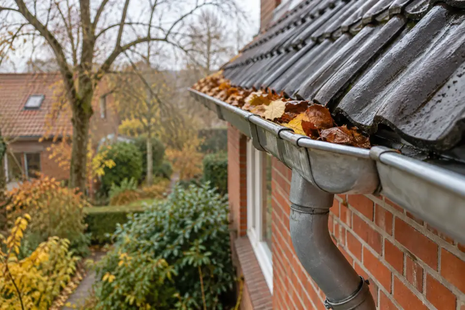 Herbstlaub in einer Dachrinne an einem Backsteinhaus mit angeschlossenem Fallrohr
